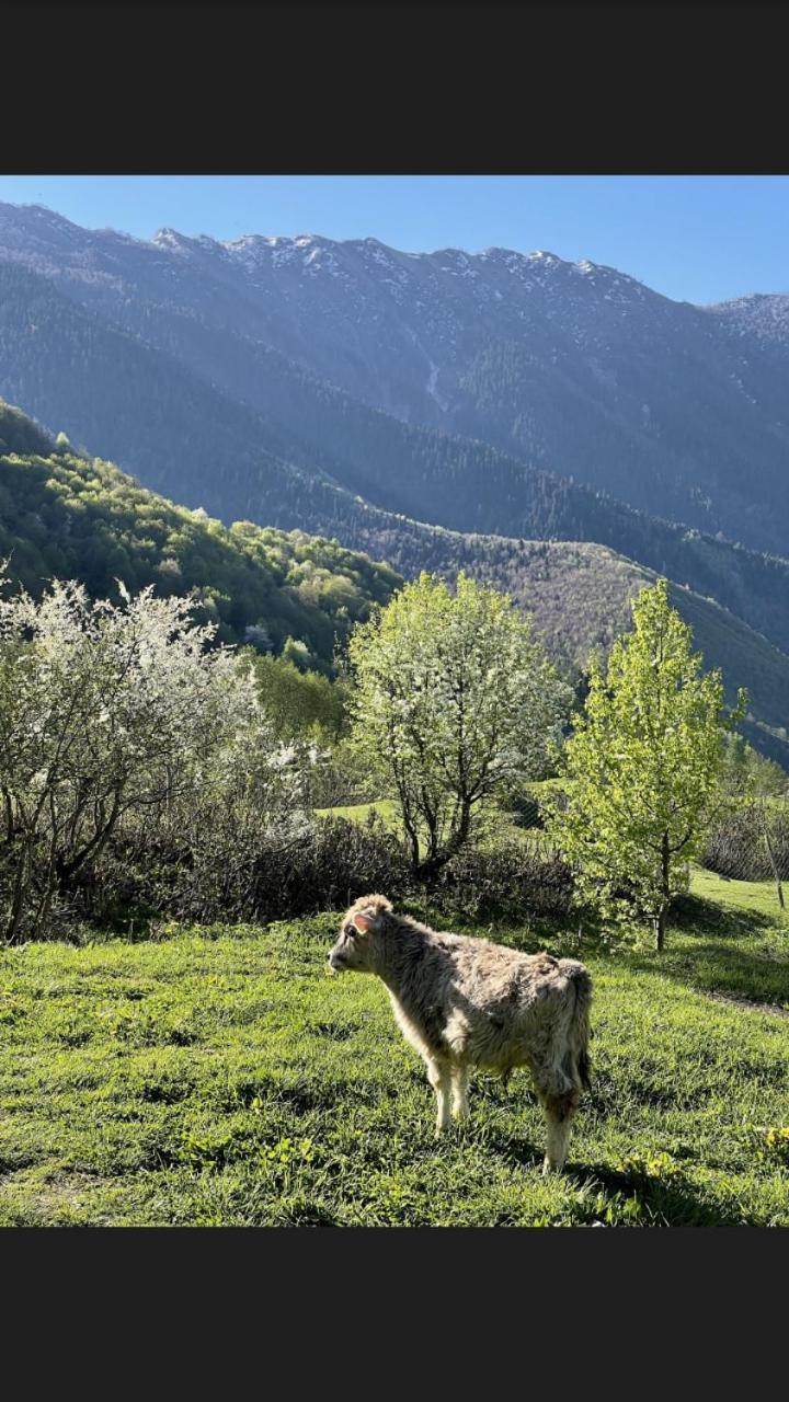 Peak Mazeri Guest House Cameră foto
